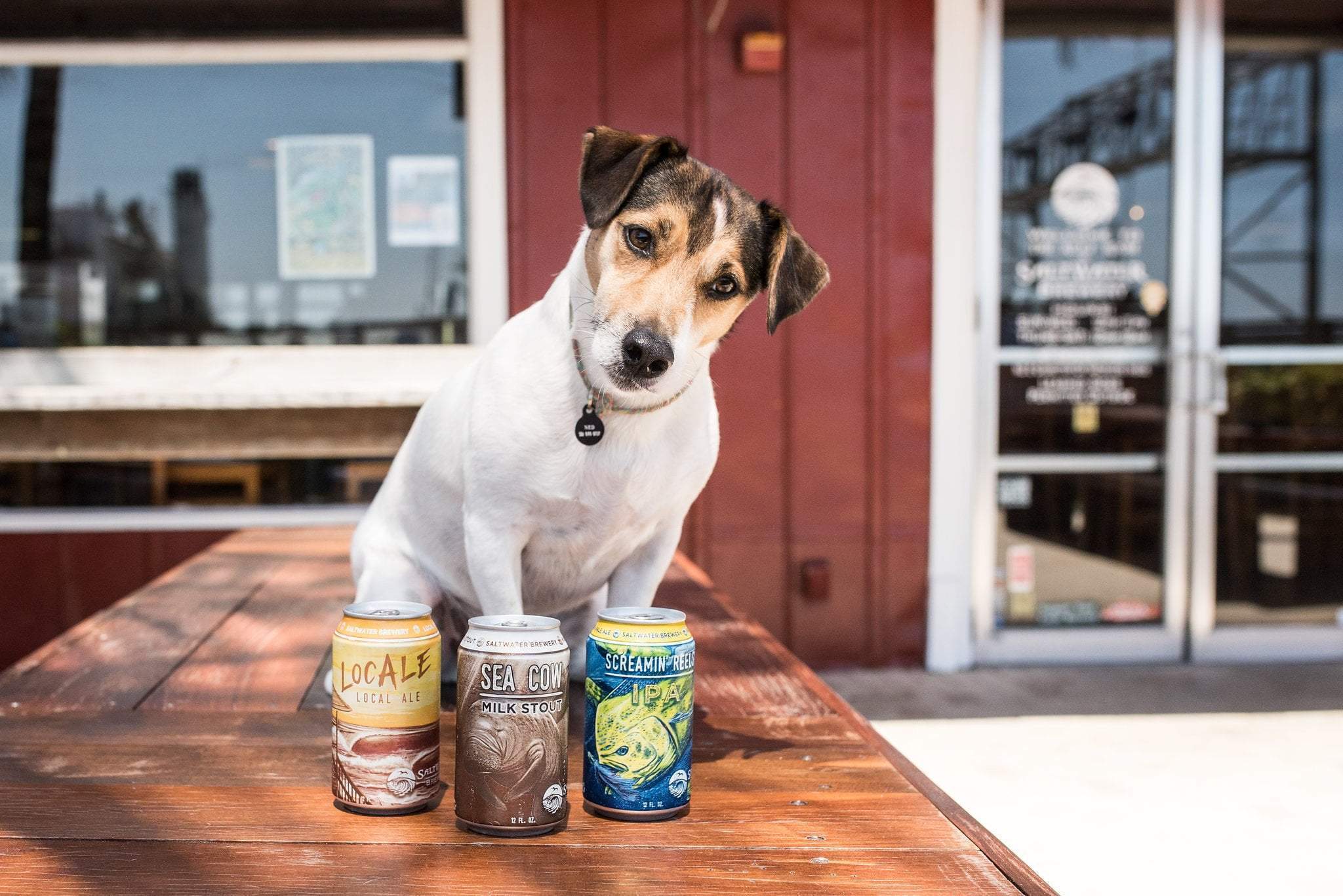 What's Brewing at Saltwater Brewery - August 23rd