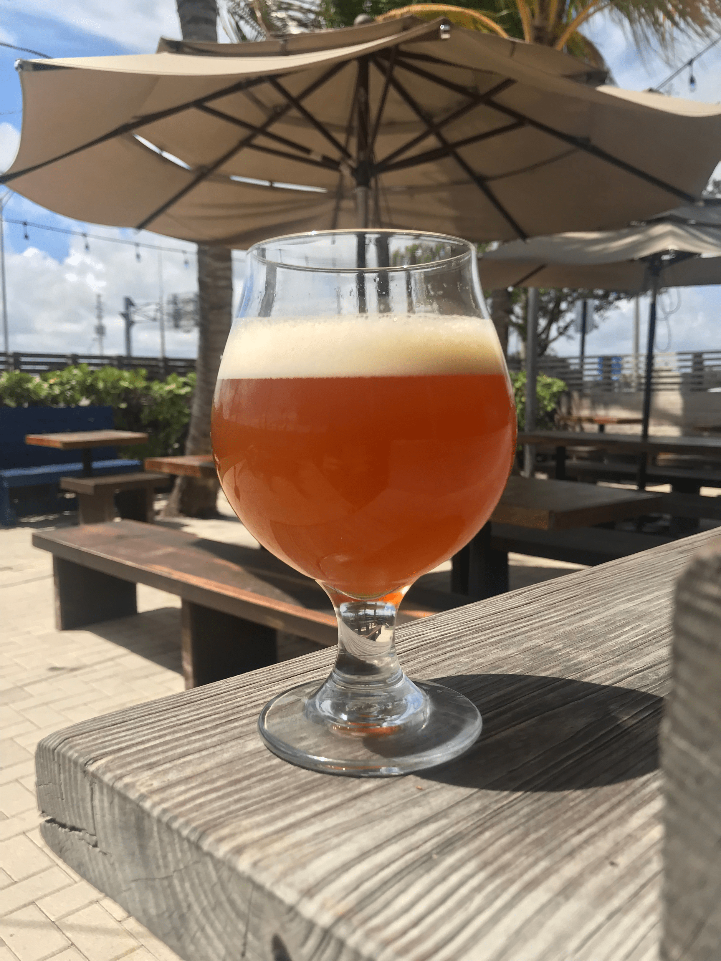 What's Brewing at Saltwater Brewery - April 11th